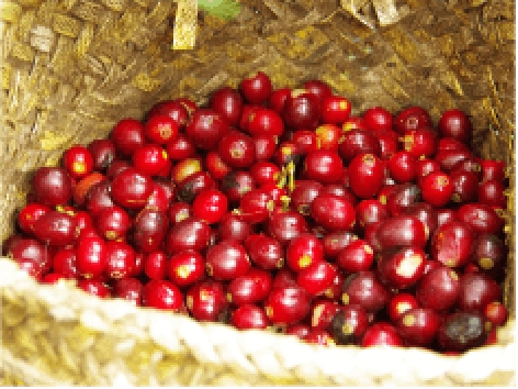 生豆 約10kg CATEGORY 生豆 | The Coffee Market