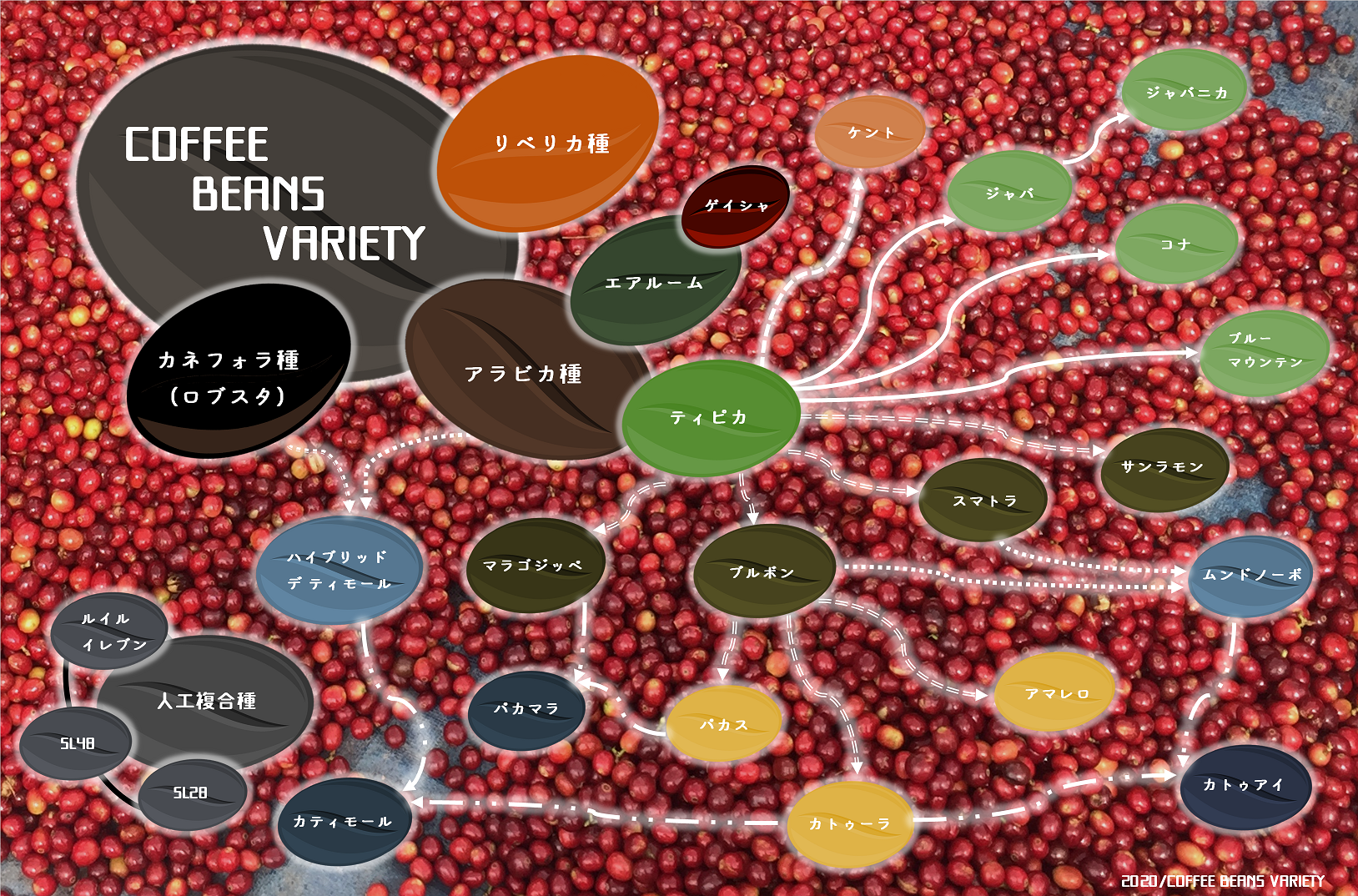 810 特上 斑入り コーヒー アラビカ種 実生 一点物 原種 古典